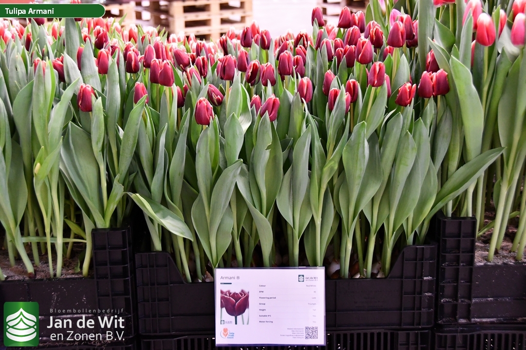 Armani Tulip Jan de Wit en Zonen B.V